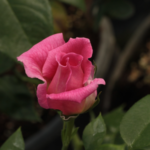 Rosa  Diósgyőr - ružičasta - floribunda ruže